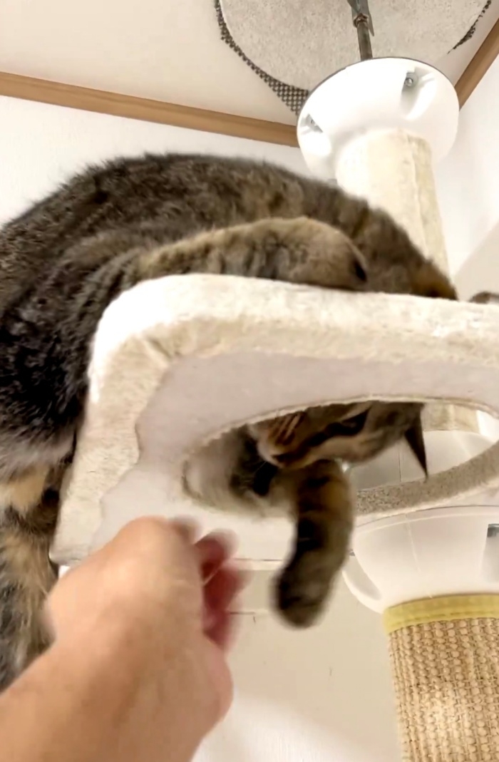 すぐに猫パンチで対抗する小豆くん