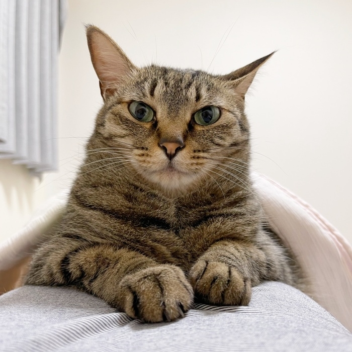 おなかの上にちょこんと座る小豆くん