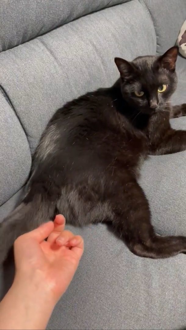 しっぽをお触りされたしゃけ君 / 飼い主さん(@usakosawa)のXより