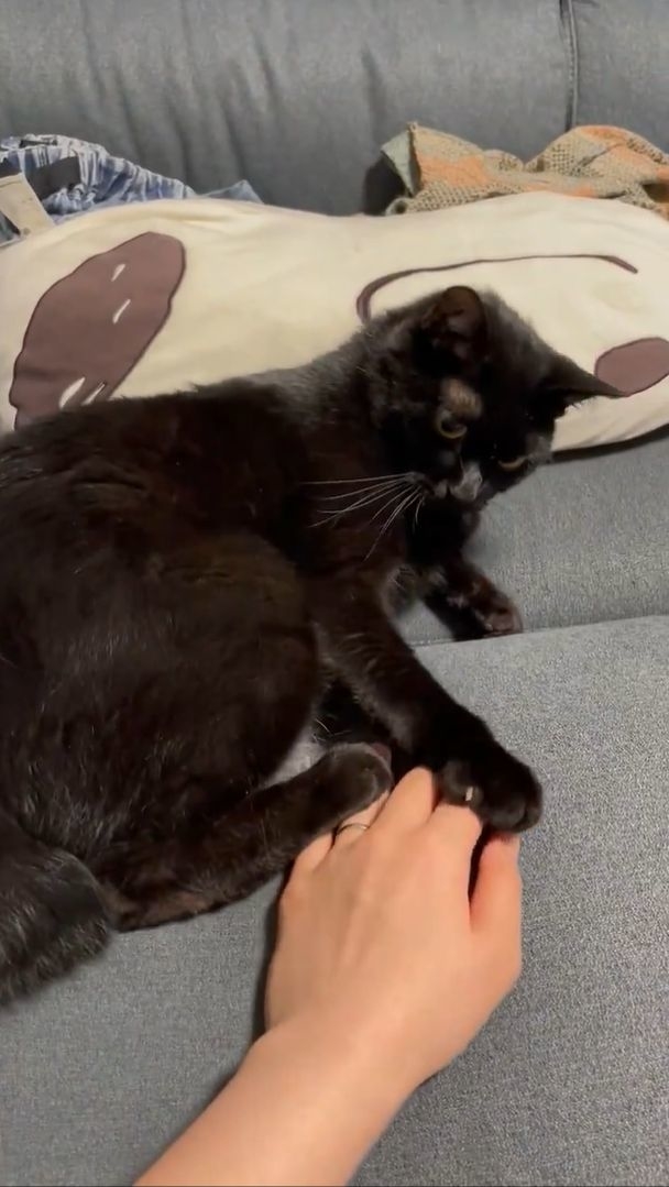 後脚はNGなよもぎ君 / 飼い主さん(@usakosawa)のXより