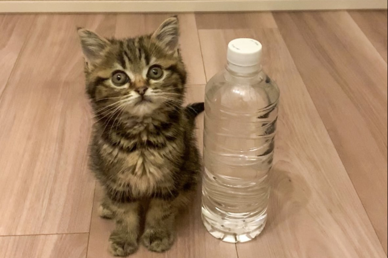 子猫が水のボトルの横に座っています。