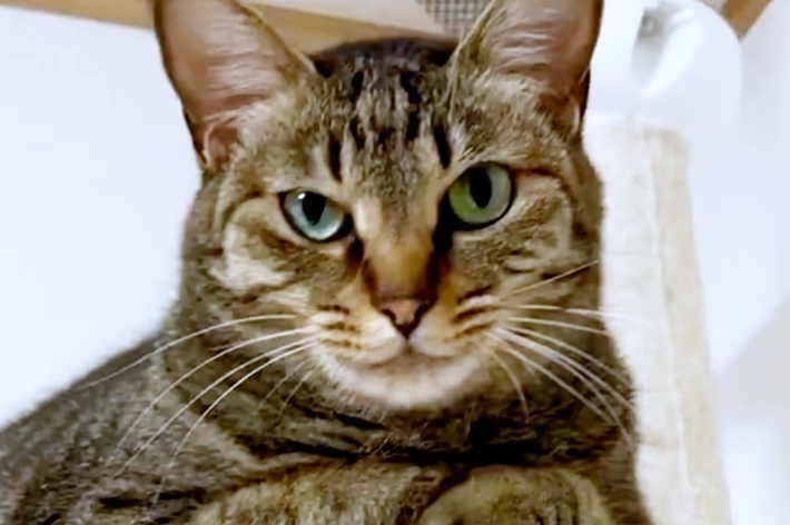 飼い主さんをじっと見つめる小豆くん