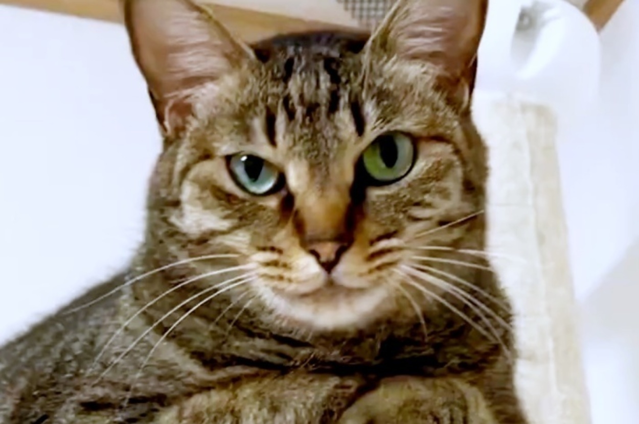 飼い主さんをじっと見つめる小豆くん