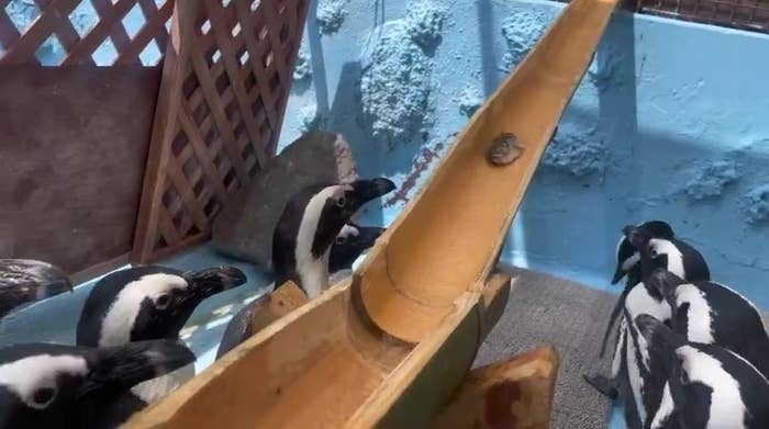 流れてくるアジを見つめるペンギンたち