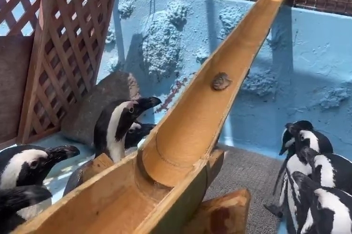 流れてくるアジを見つめるペンギンたち