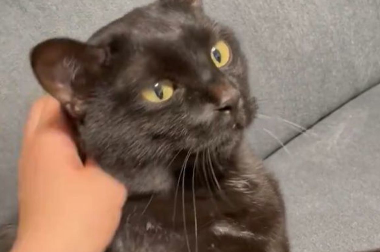 頭をなでられたしゃけ君 / 飼い主さん（@usakosawa）のXより