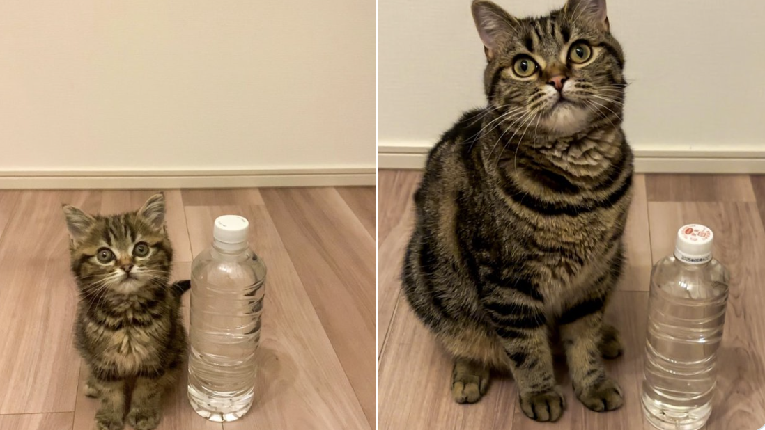 あんこともなか?充電ねこ(@cat_anko3)さんのXより