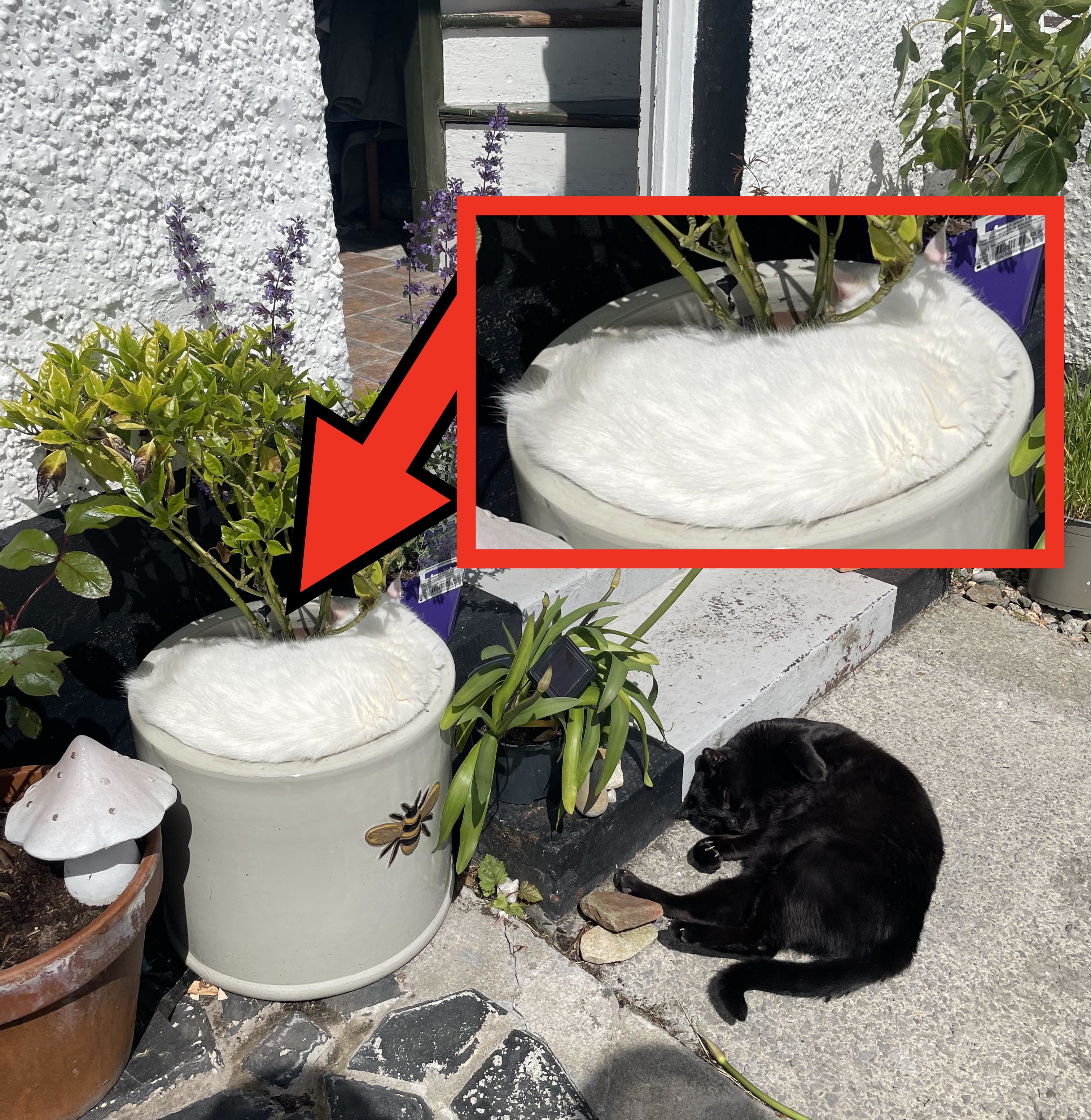 A black cat rests on a stone doorstep, surrounded by various potted plants and flowers in a garden setting