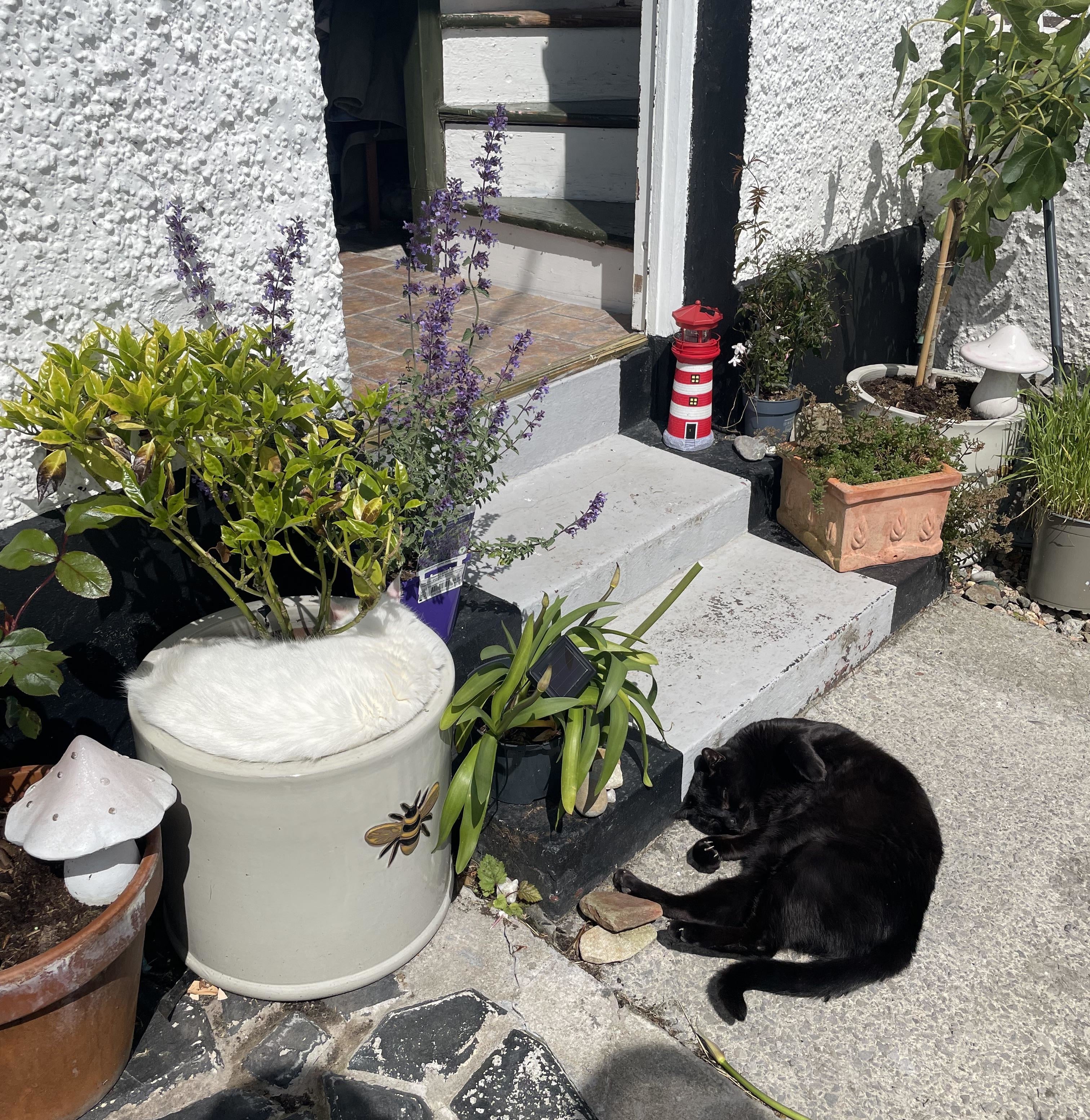 A black cat rests on a stone doorstep, surrounded by various potted plants and flowers in a garden setting