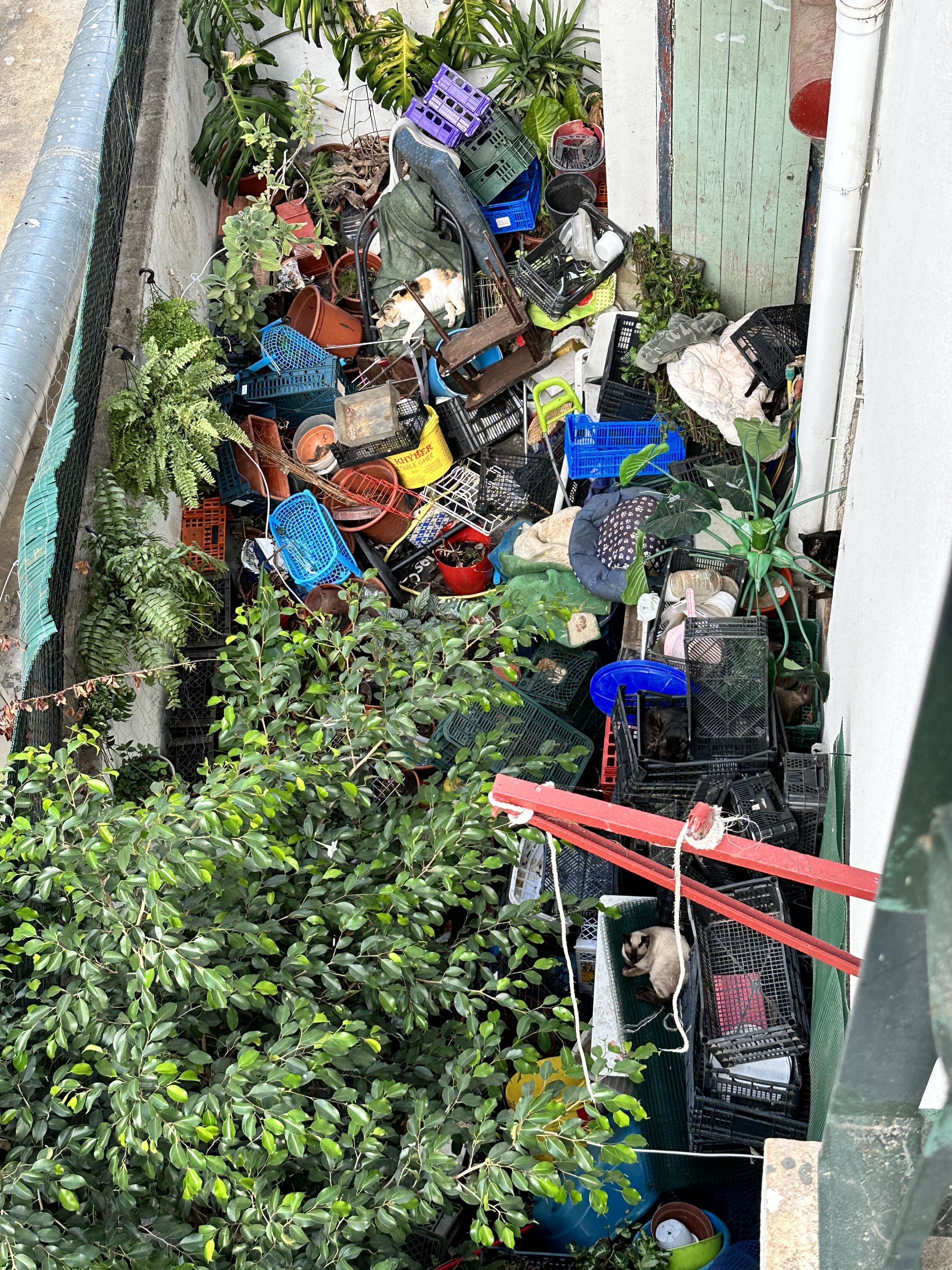 Overhead view of a cluttered outdoor space filled with various containers, pots, plants, and two cats among the items