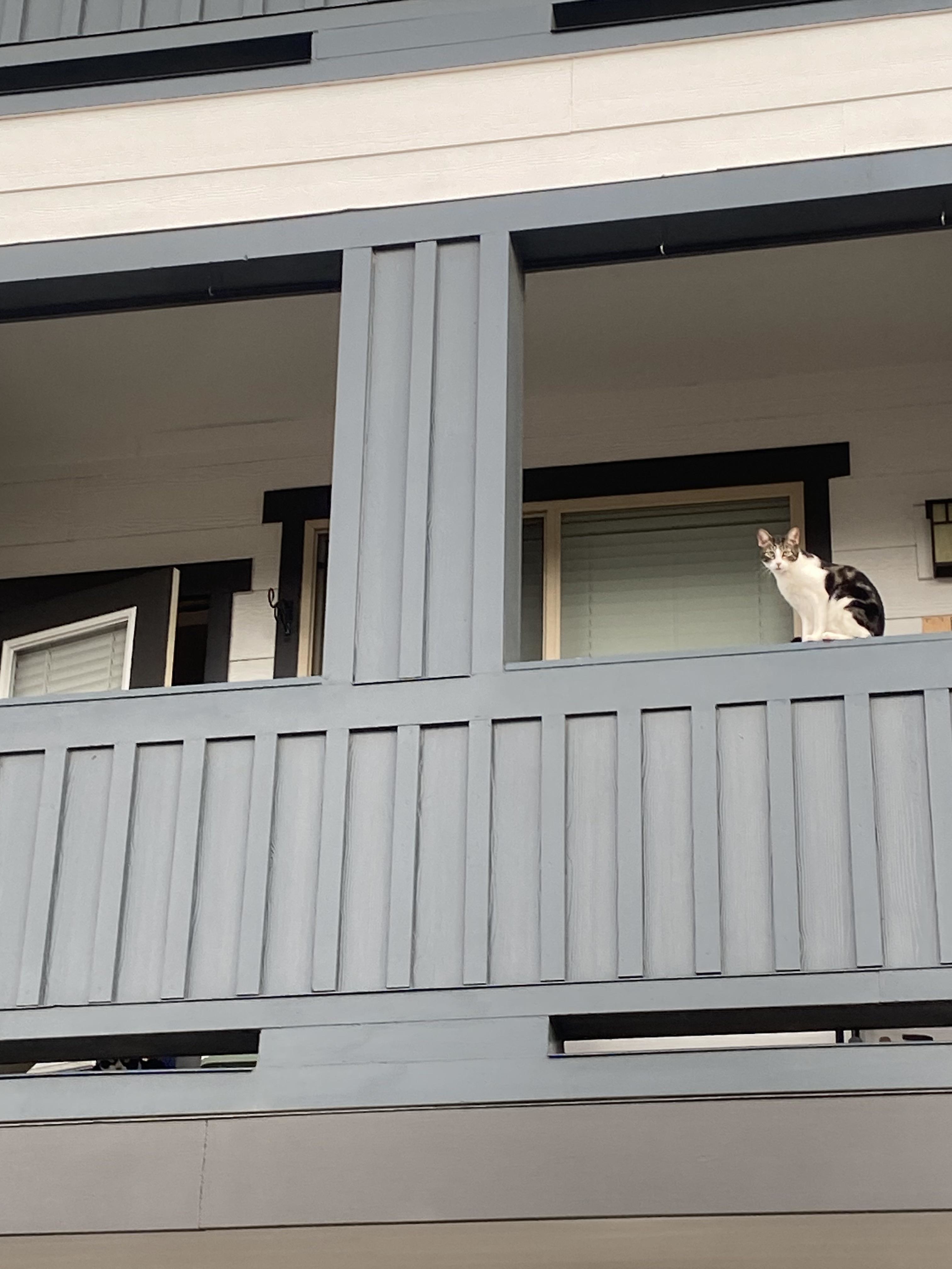 A cat sits on the railing of a balcony on an apartment building