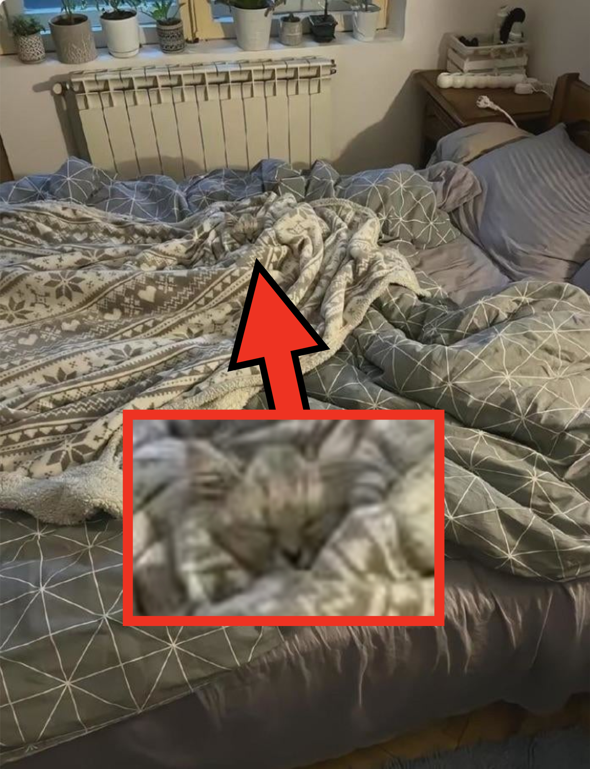 A cozy, unmade bed with patterned blankets and pillows, showing signs that someone recently slept there. Several plants are visible on the windowsill above