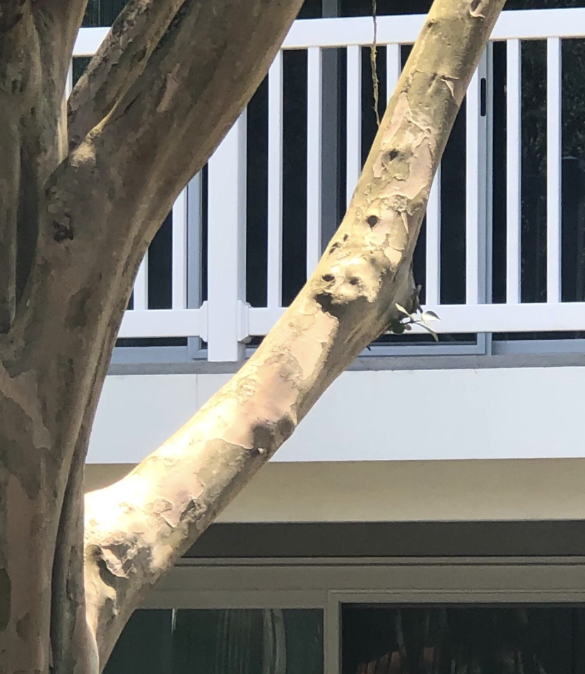 Tree trunk with a smooth, light bark situated in front of a building with balcony railings in the background