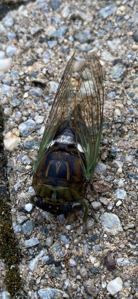 Close-up of a cicada resting on a stone surface