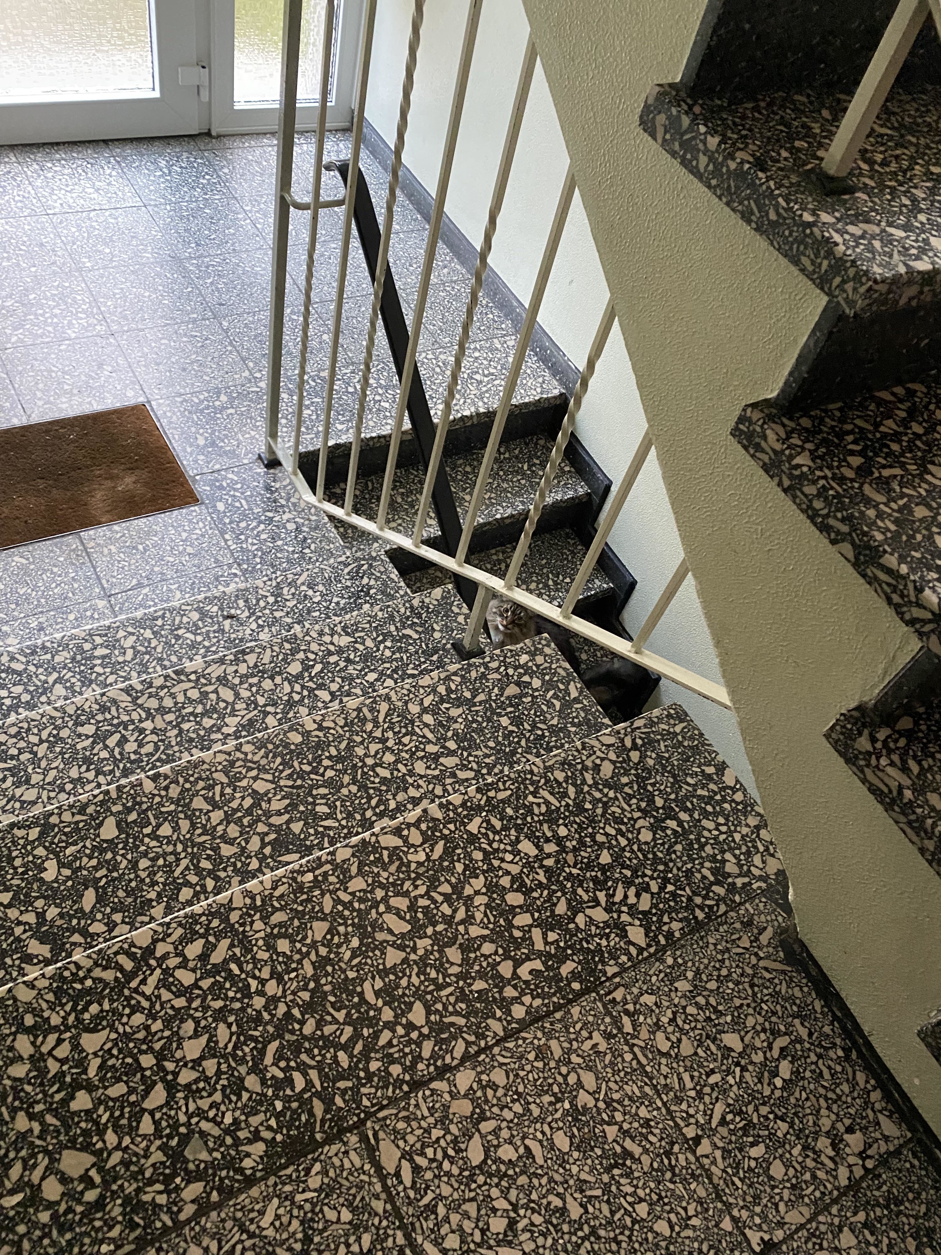 A cat partially hidden under the stairs in a building with terrazzo flooring