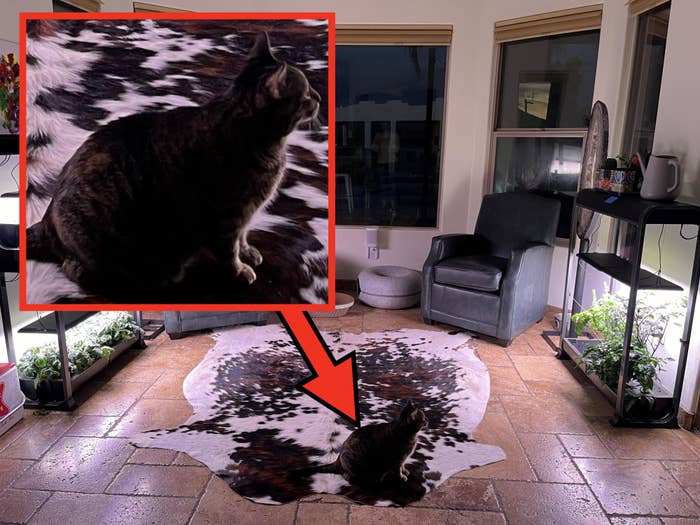 Room with two gray armchairs, indoor plant shelves on either side, and a cowhide rug with a cat sitting in the middle