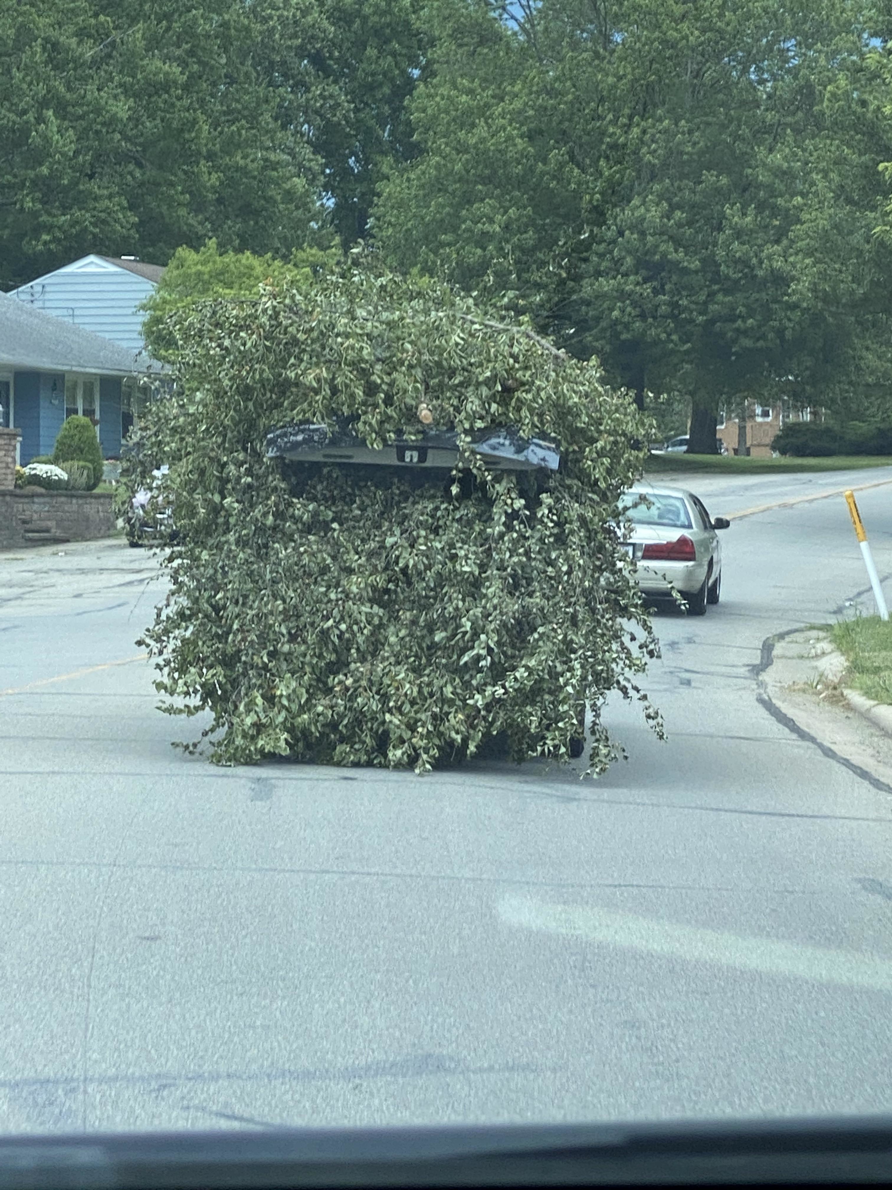A car completely covered in branches and leaves drives down a residential street