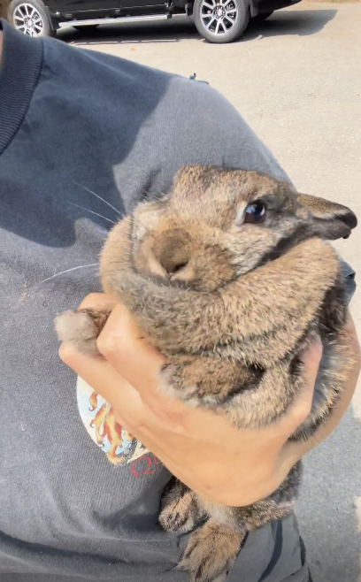 Person holding a fluffy rabbit with one ear down and one ear up. No notable clothing style. Background shows concrete ground and a parked car