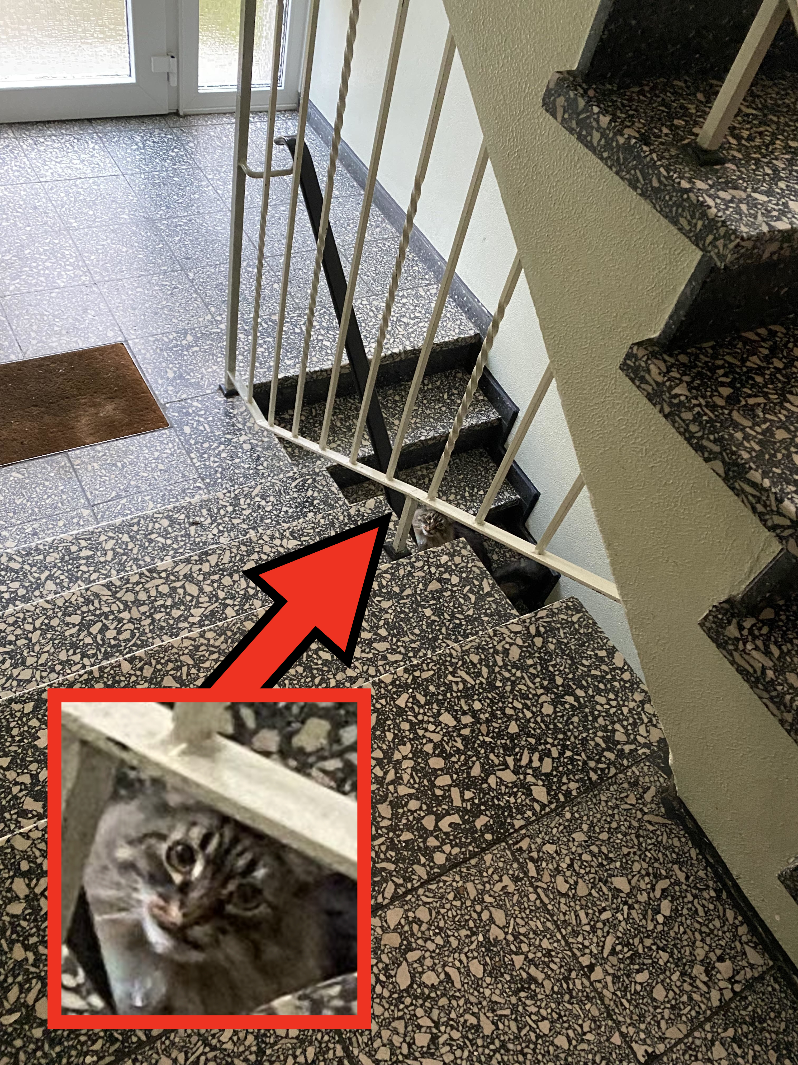 A cat partially hidden under the stairs in a building with terrazzo flooring