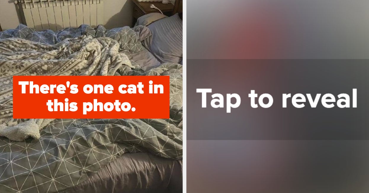 Can You Find All the Cats in This Vision Test?