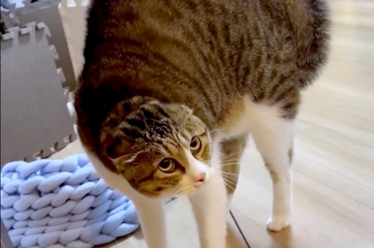 まるで呪文！ 「オーイオイオイ」と鳴いて威嚇する猫に「お怒り大明神」「猫ミームみたい」と反響続出。猫の怒りが爆発した原因は…？