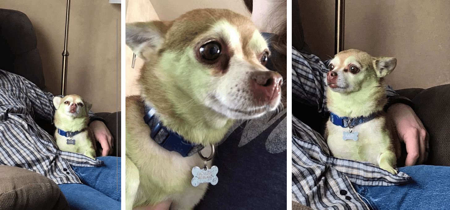 A small dog with a blue collar and name tag sits on a person's lap, looking alert in one image, curious in another, and comfortable in the third