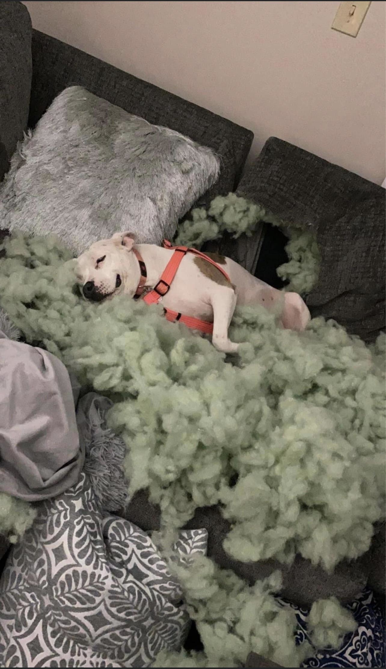 A dog wearing a harness is lying contentedly on a couch surrounded by torn-up cushions