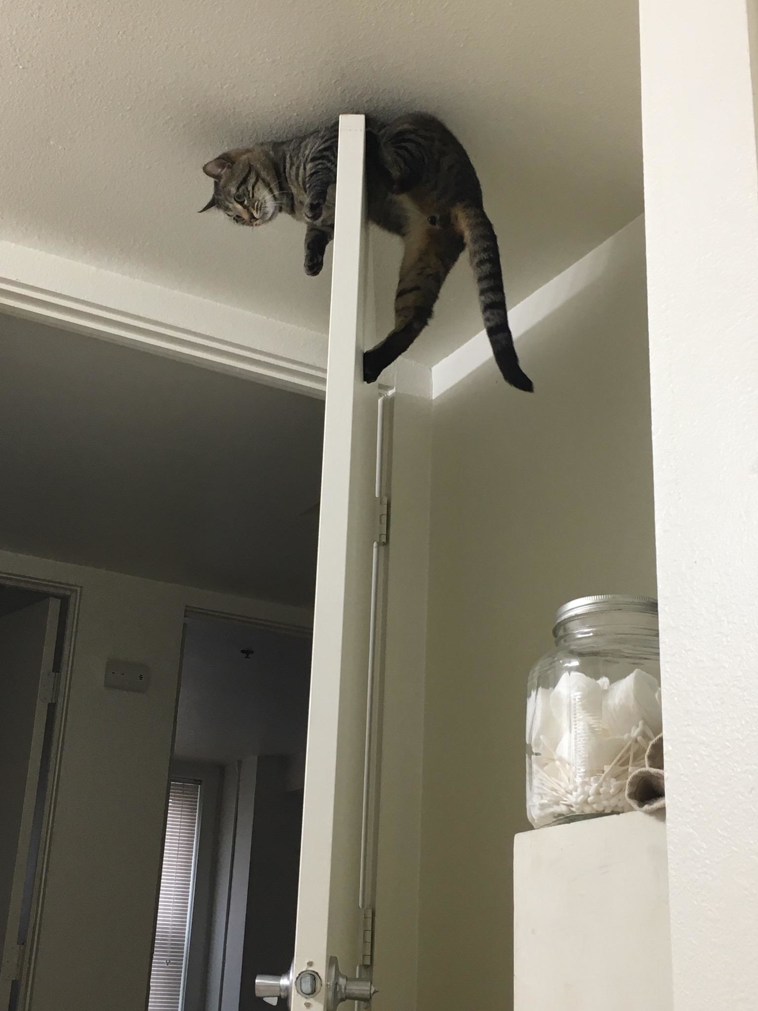 A cat is perched on top of a slightly open door in a room, looking down. There is a jar of cotton balls on a shelf nearby