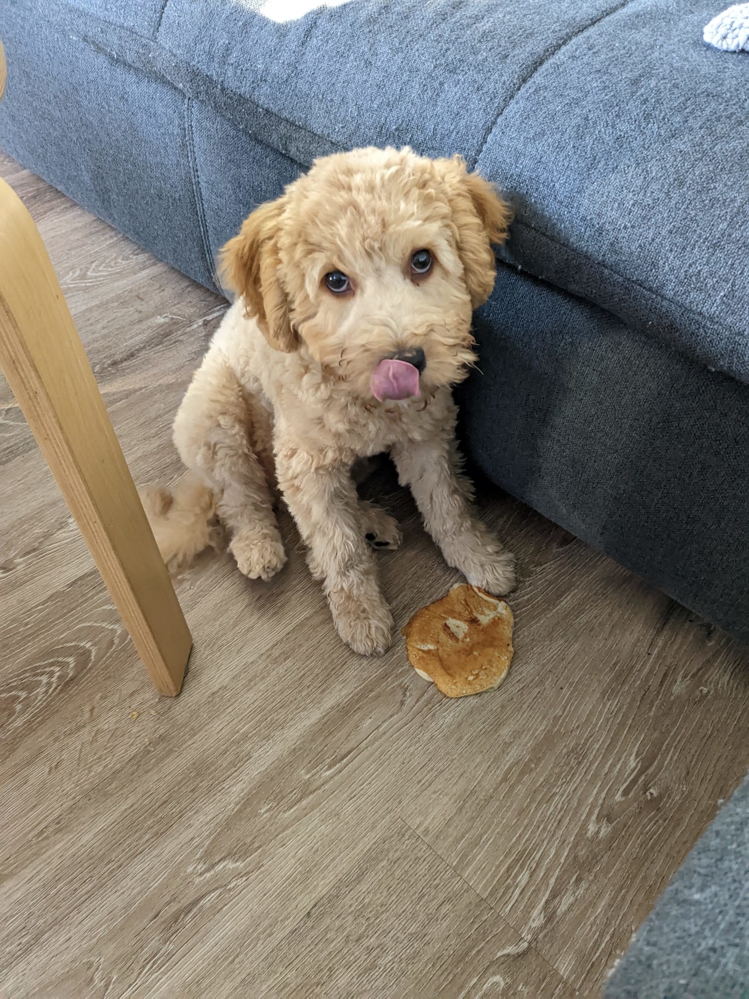 A curly-haired dog sits next to a couch with a bagel on the floor in front of it. Its tongue is out, licking its nose