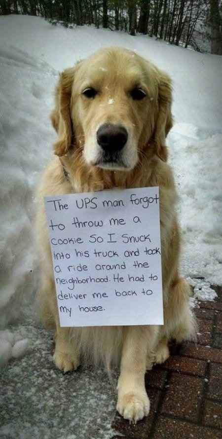 A golden retriever with a sign that reads, "The UPS man forgot to throw me a cookie. So I snuck into his truck and took a ride around the neighborhood. He had to deliver me back to my house."