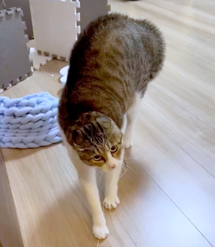 帰宅した飼い主さん夫婦を威嚇するリンちゃん