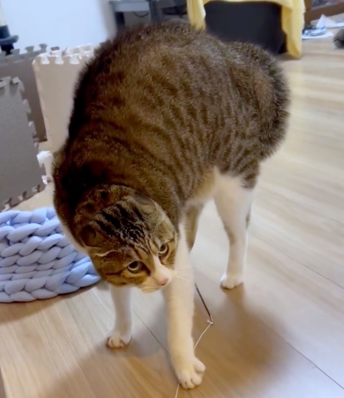 おどろおどろしい低音の声で鳴くリンちゃん