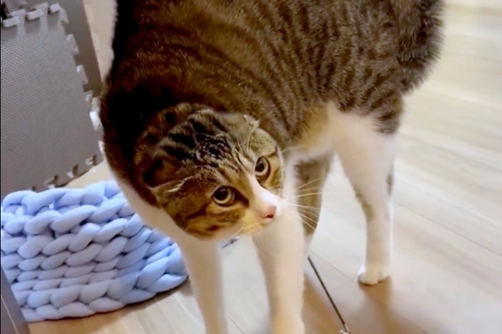 耳をパタンと閉じて、体を弓形した“威嚇”ポーズをとるリンちゃん