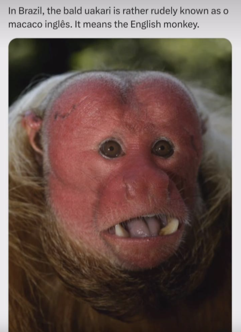 Closeup of a primate