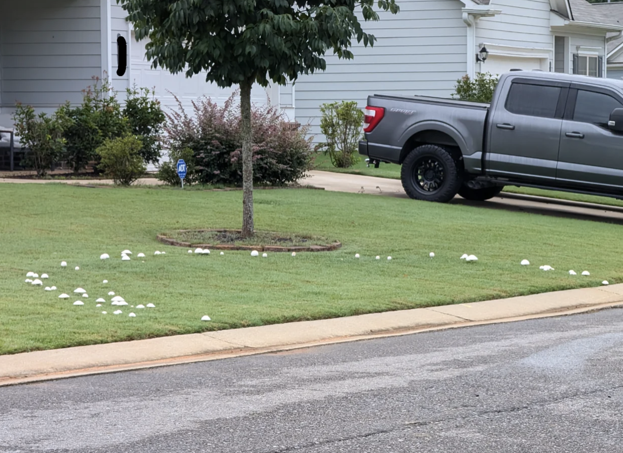A fairy ring of mushrooms growing in a circular pattern on a lawn in front of a house with a tree and a parked truck