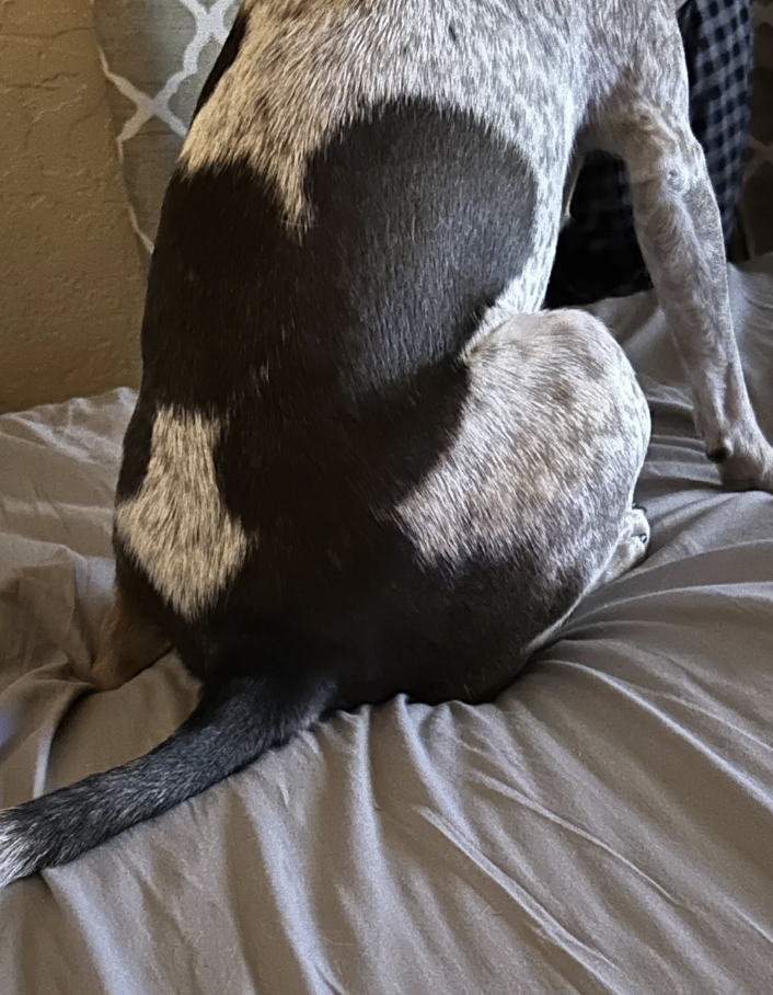 A dog with a distinctive black and white coat pattern, sitting on a bed, with a pillow and a blanket partially visible in the background