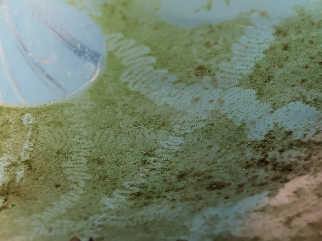 Close-up of an algae-covered surface with intricate patterns and water droplets. No people or text are in the image