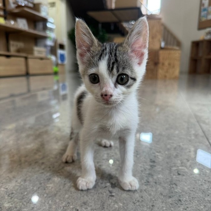 自由に駆け回ることができるようになったぽにょちゃん