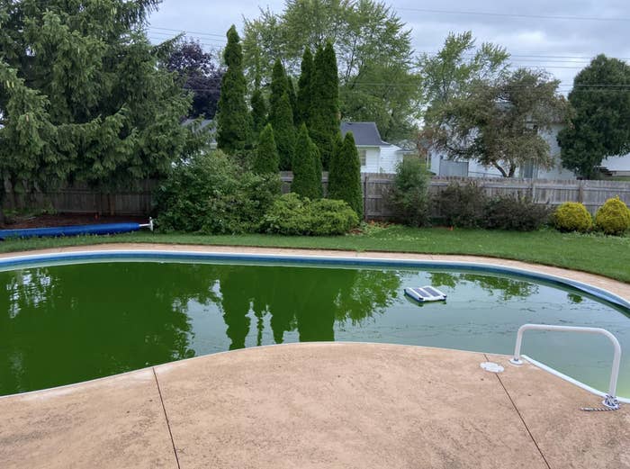 Reddit post showing a pool with green, murky water, and a question about whether to clean the pool now or wait until spring for a fresh start in Michigan
