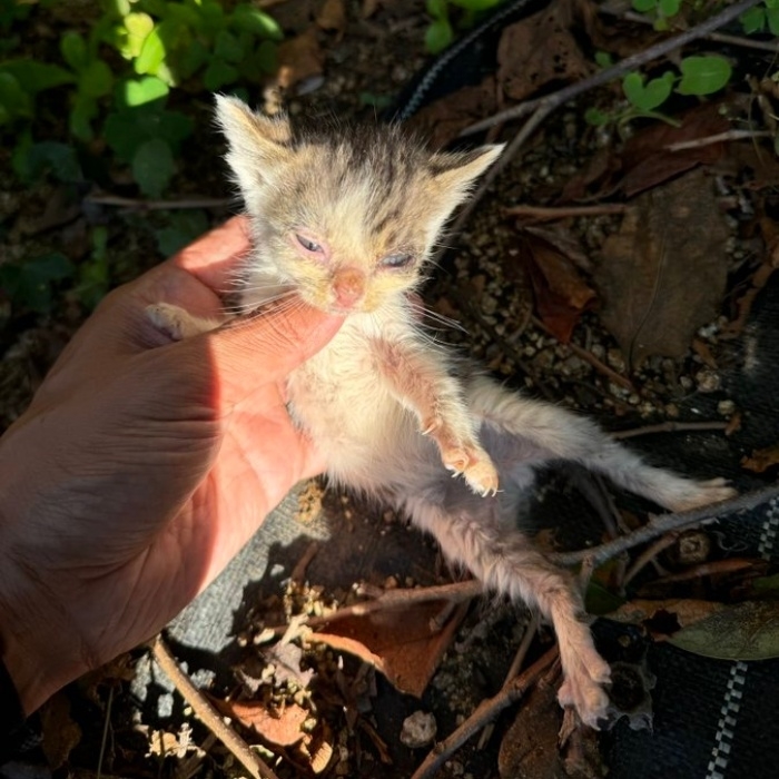 保護当時は命の危機もあったぽにょくん