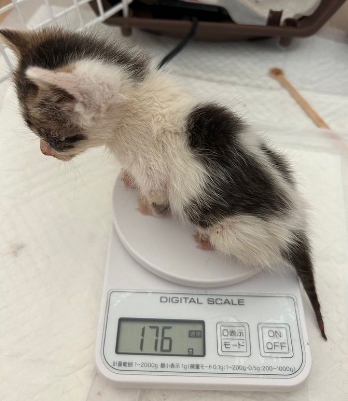 保護から一夜明け、体重176グラムに増えたぽにょくん