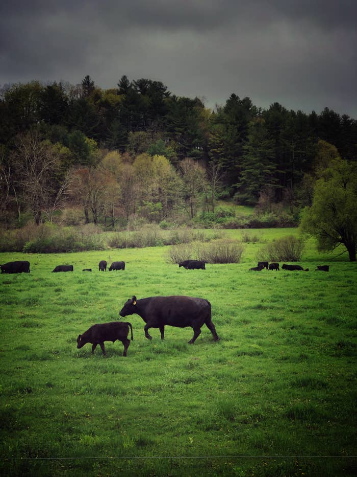 Cows with their calves grazing on a green pasture with a forest in the background under a cloudy sky