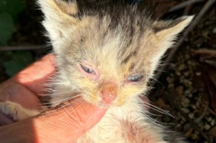 保護当時、衰弱していたぽにょくん