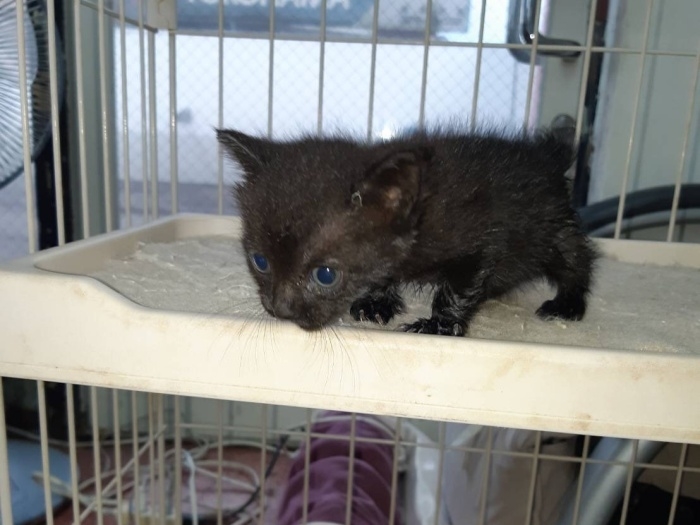 保護されてケージの中から外の様子をうかがうあさりちゃん