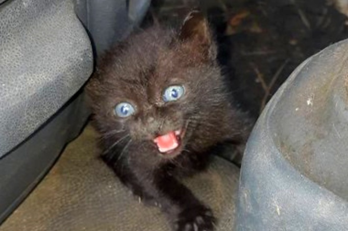 廃車置き場の車の中で鳴いていたあさりちゃん