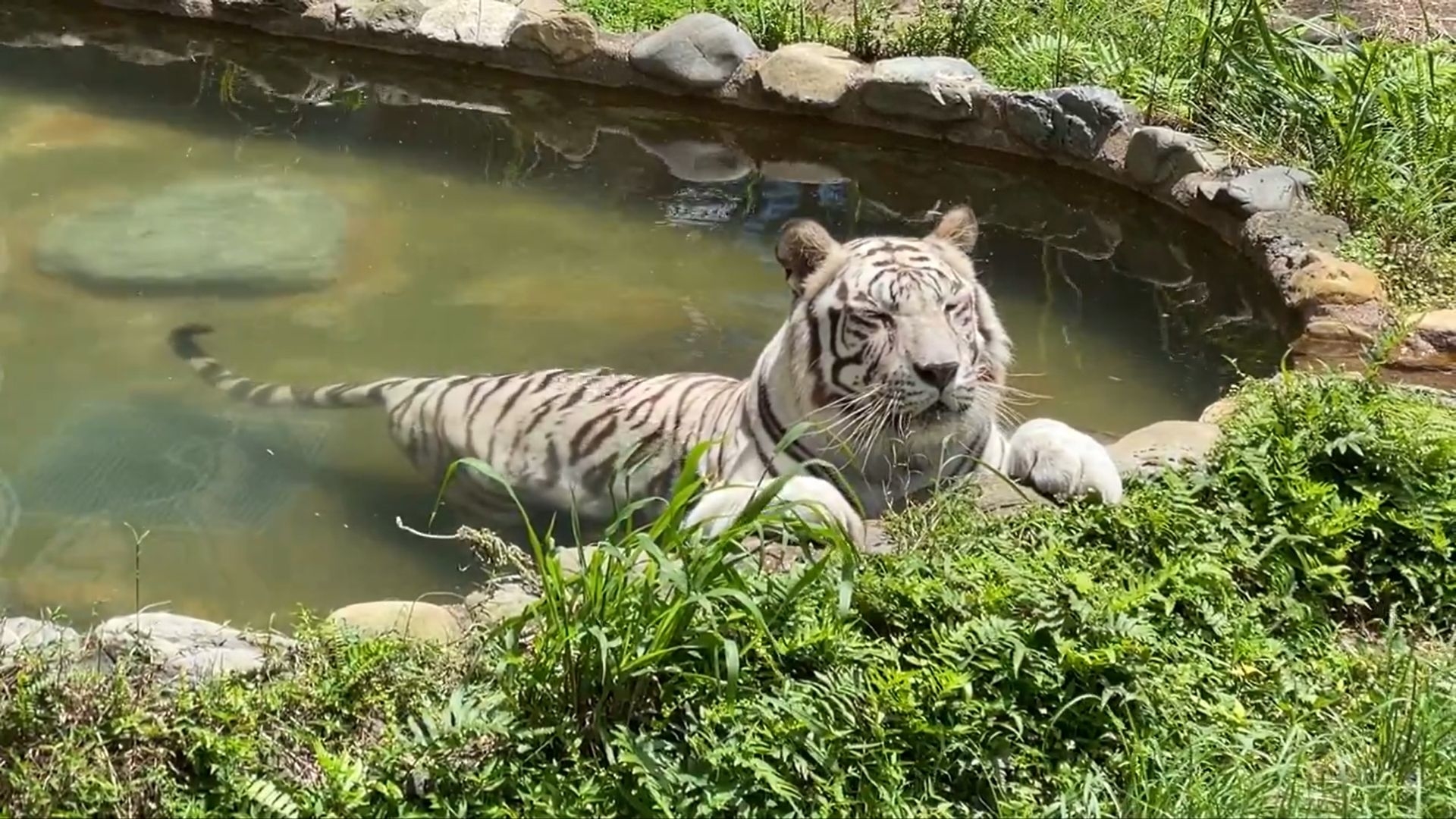 プールで涼むメイちゃん / 平川動物公園の公式Xより