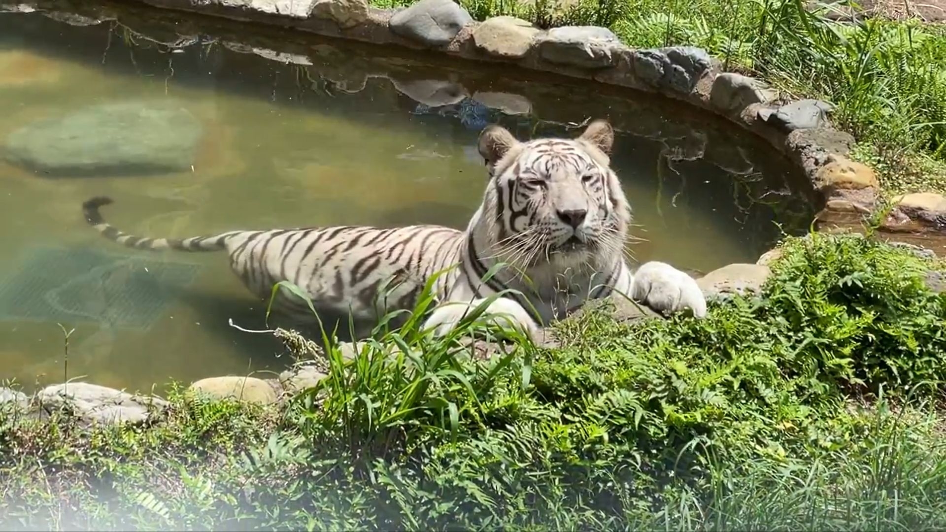 様子をうかがいつつもプールから出られないメイちゃん / 平川動物公園の公式Xより