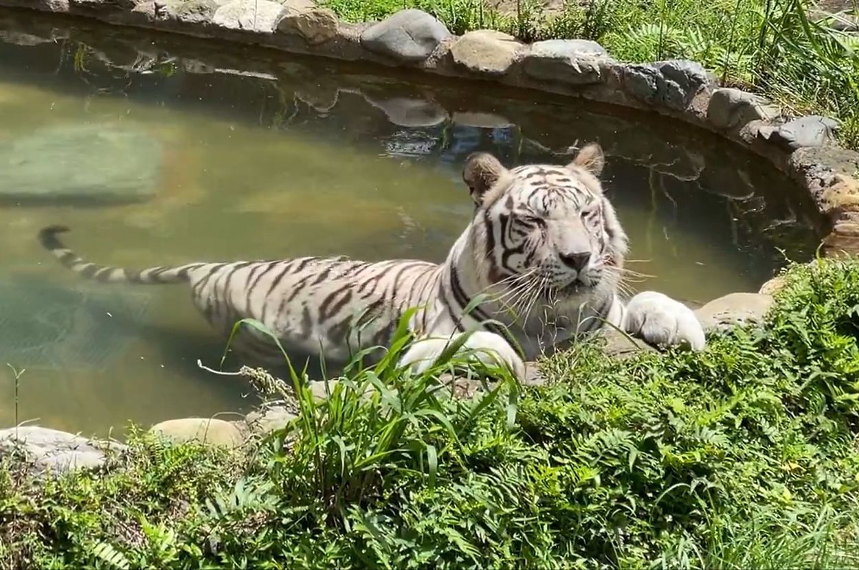 プールで涼むホワイトタイガーのメイちゃん / 平川動物公園のXより