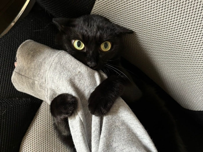 飼い主さんの腕を抱くあさりちゃん