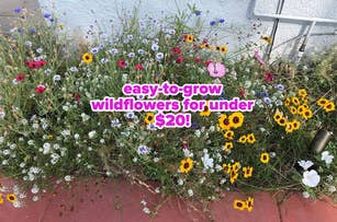 A variety of wildflowers in a garden with text overlay: "Easy to grow wildflowers for under $20!"
